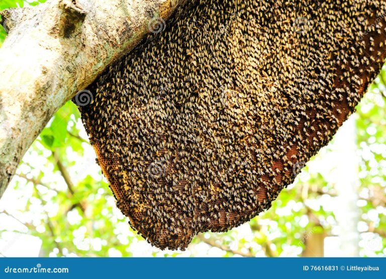 Qué hacer si encuentras un panal de abejas en casa 3 abejas en su panal en un arbol