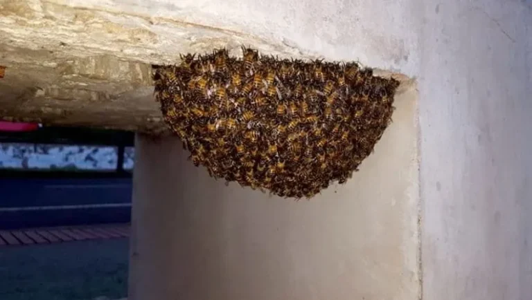 A quién llamar para que quiten un panal de abejas en casa 7 abejas en un panal en una casa