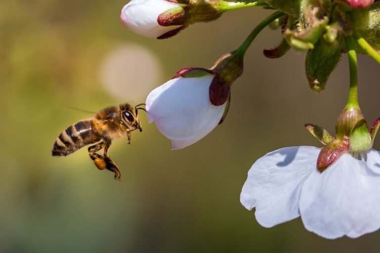 La abeja es un insecto beneficioso para el medio ambiente 18 abejas polinizando flores en un campo