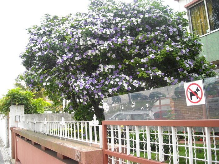 Qué árbol tiene flores violetas y blancas en su follaje 4 arbol con flores violetas y blancas