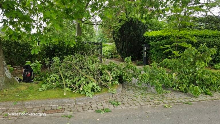 Cuánto cuesta podar un árbol grande en Argentina 9 arbol grande siendo podado en jardin