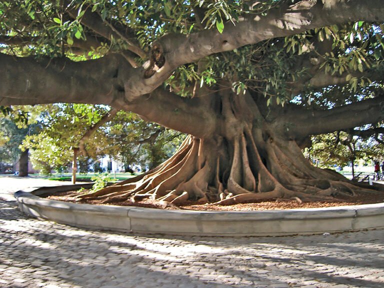 Cuáles son los árboles que crecen rápido y dan sombra en Argentina 3 arboles grandes en un parque argentino