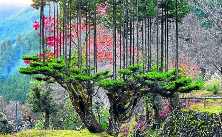 Dónde encontrar servicios de poda de árboles a domicilio en mi zona 14 arboles podados en un jardin residencial