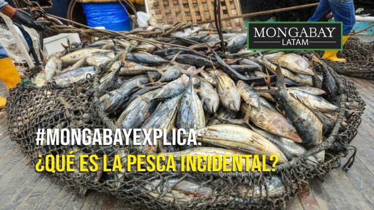 Dónde encontrar artículos de pesca por mayor en Argentina 10 articulos de pesca en un mercado argentino