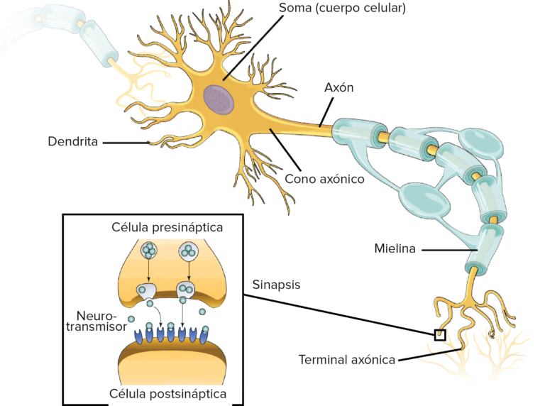 axones cubiertos de mielina en neuronas