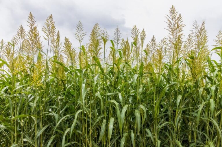 campo de sorgo verde bajo el sol
