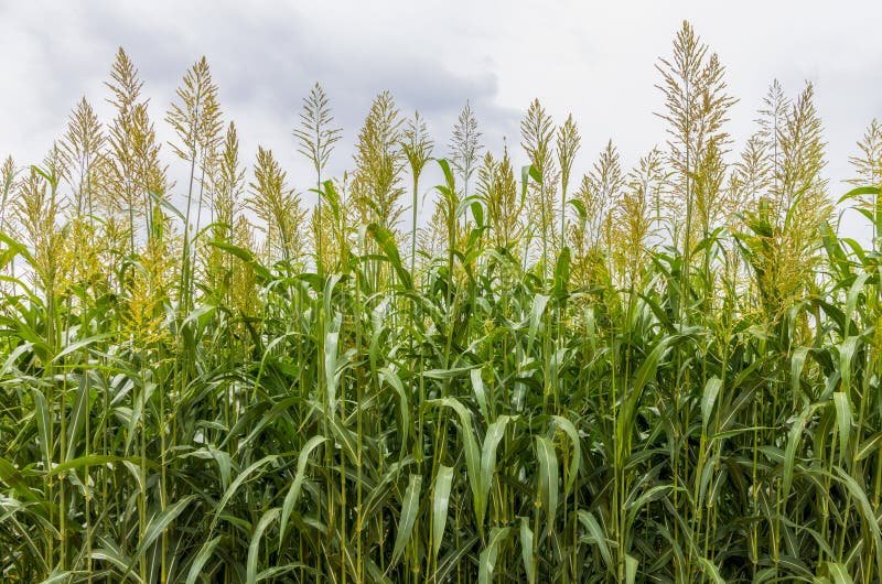 Cuántos kilos de sorgo se siembran por hectárea en Argentina