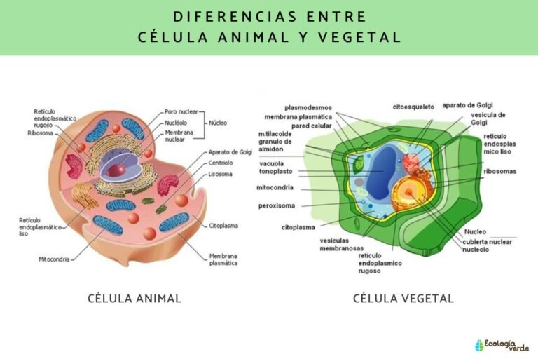 celula animal y celula vegetal comparadas visualmente