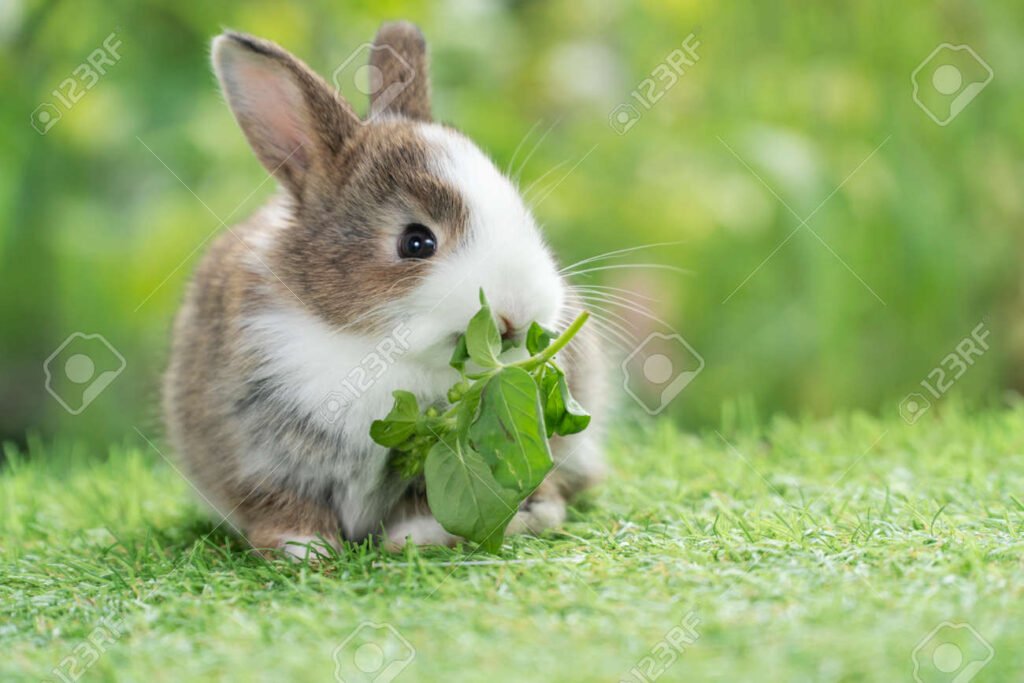 Qué tipo de alimento es ideal para un conejo bebé 1 conejo bebe comiendo verduras frescas