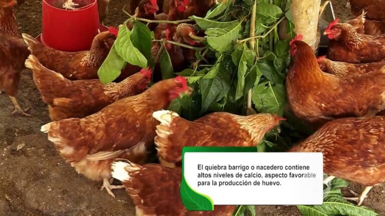 gallinas ponedoras alimentandose en el campo