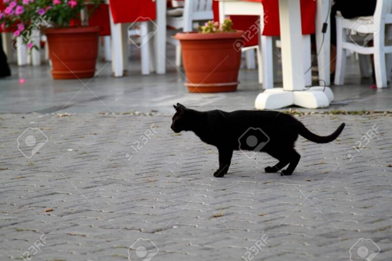 gato negro en un entorno urbano bonito