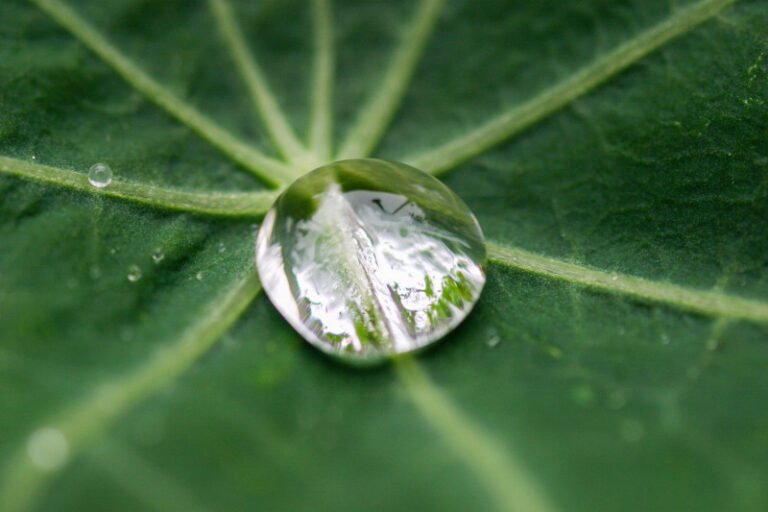 gota de agua sobre una hoja verde