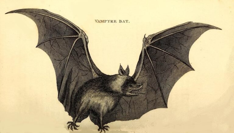 Qué trata "El hombre de los pies murciélagos" y cuáles son sus temas principales 1 hombre con pies de murcielago en naturaleza