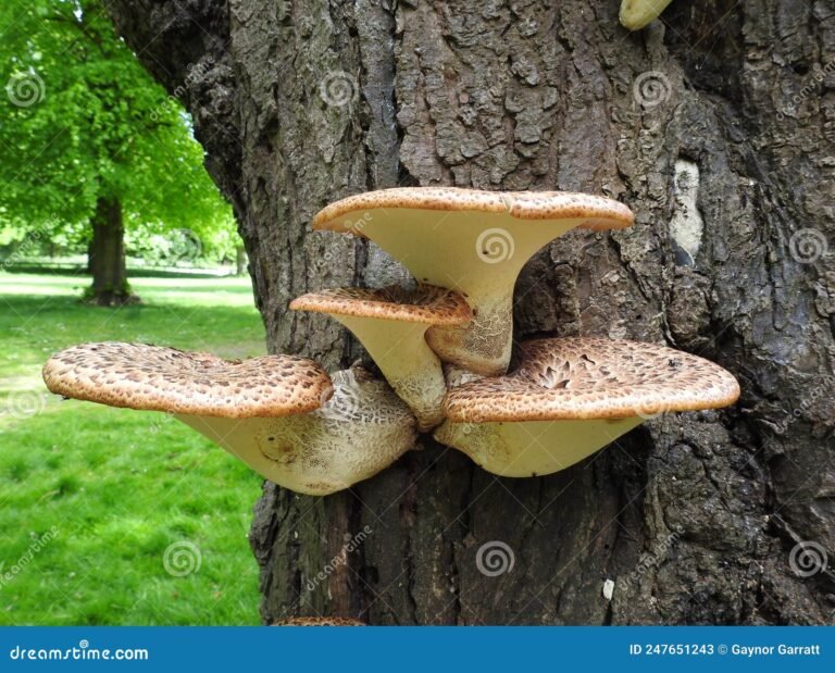 Por qué aparece un hongo en el tronco de un árbol y qué hacer 2 hongo creciendo en un tronco de arbol