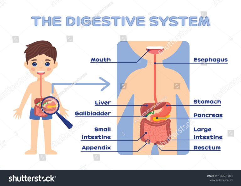 Cómo funciona el sistema digestivo explicado para niños de primaria 9 ilustracion del sistema digestivo infantil