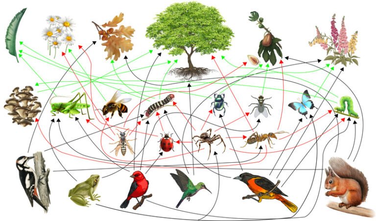 interaccion entre plantas y animales en un ecosistema