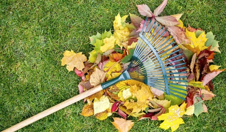 jardin limpio y libre de maleza