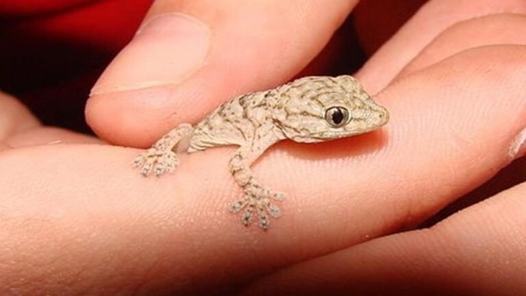 Qué Significa la Aparición de una Lagartija en tu Casa 24 lagartija en el hogar sobre una superficie