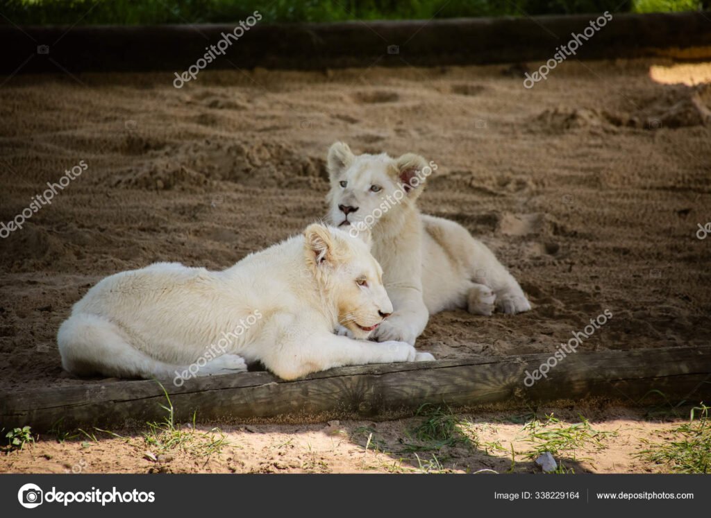 De qué fecha a qué fecha abarca el signo zodiacal Leo 5 De qué fecha a qué fecha abarca el signo zodiacal Leo