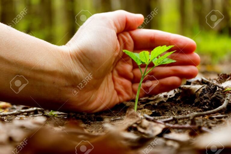 Cómo acceder a subsidios para microemprendimientos en desarrollo social 17 manos cultivando una planta en tierra fertil