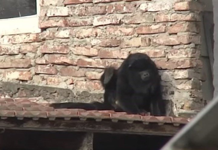 Cuál es la edad actual del mono de Kapanga 7 Cuál es la edad actual del mono de Kapanga