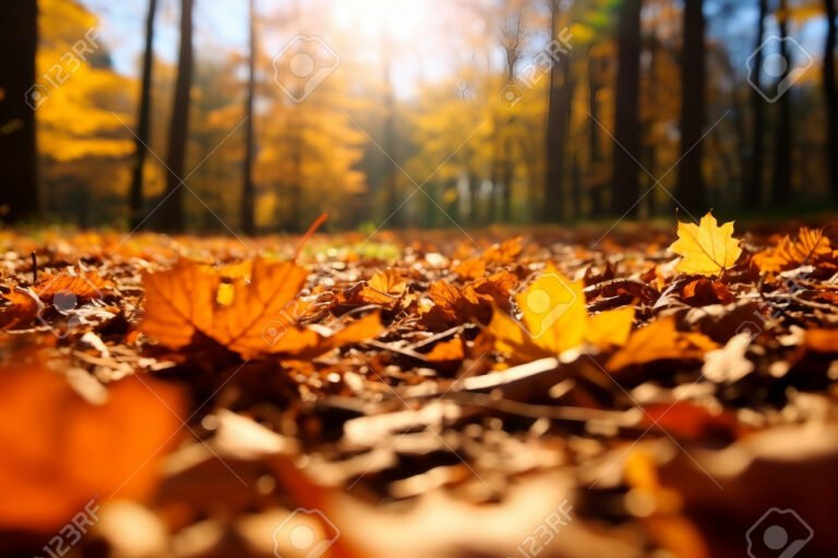 naturaleza en calma con hojas caidas