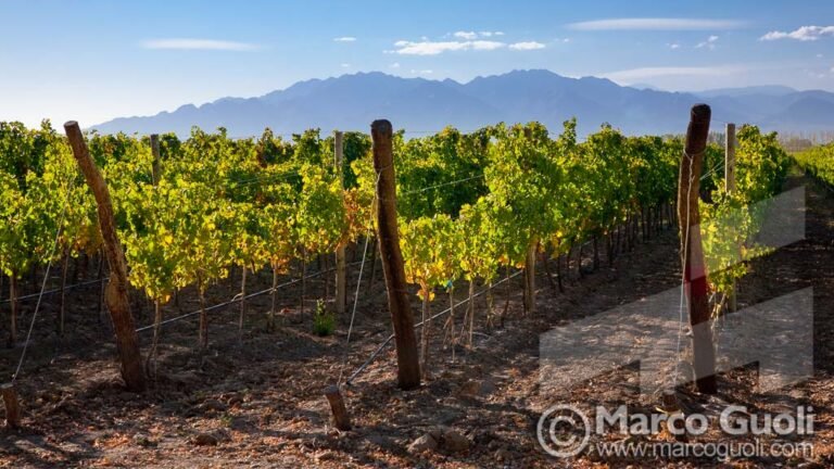 Qué lugares turísticos y actividades ofrece Bowen, General Alvear, Mendoza 21 paisaje de vinedos en mendoza argentina