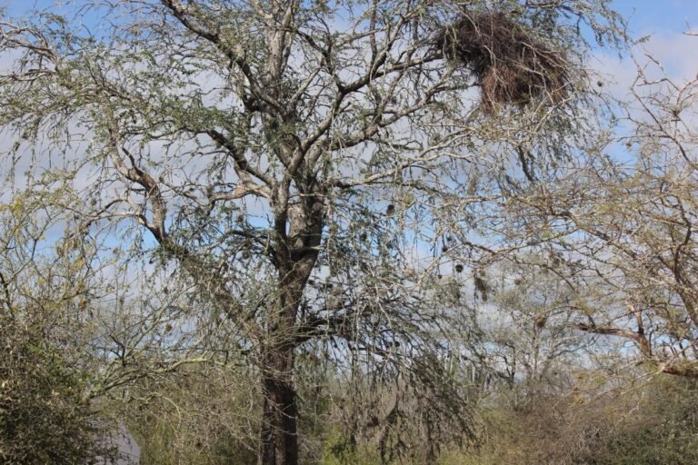 Qué es el palo santo y dónde se encuentra en Argentina 24 palo santo en un bosque argentino