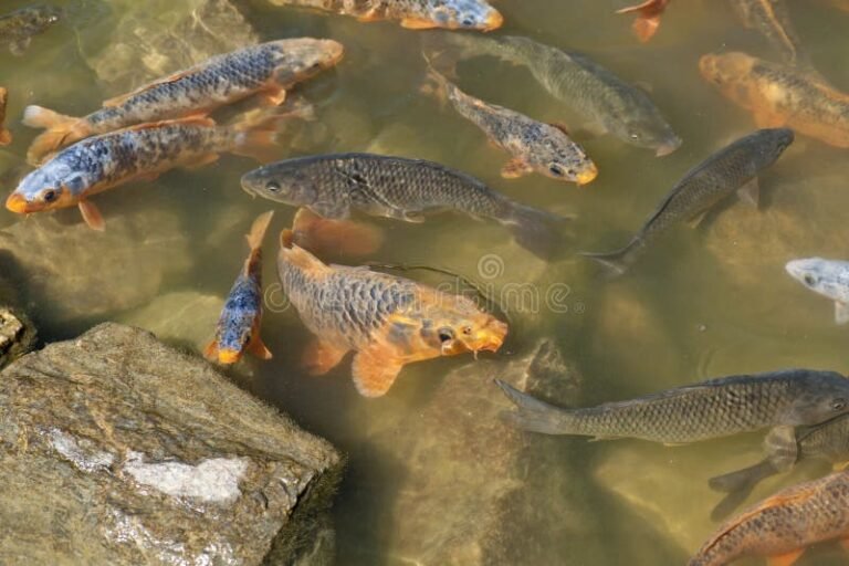 peces de estanque alimentandose en agua