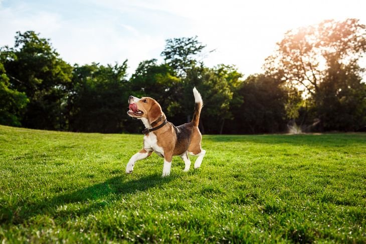 perro feliz en un parque de buenos aires