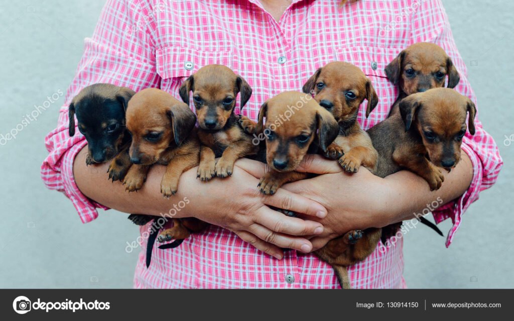 Dónde puedo adoptar un perro salchicha bebé en Argentina