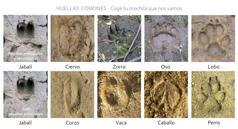 Qué características tiene la pezuña de vaca y su relación con los árboles 7 pezunas de vaca sobre suelo forestal