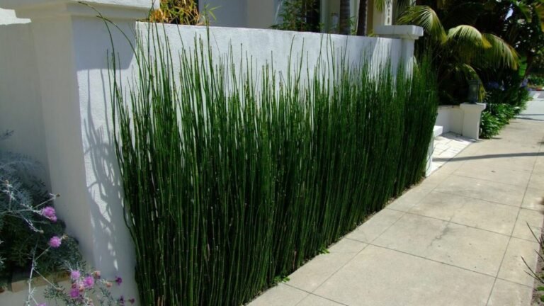 Cómo cuidar una planta cola de caballo en maceta 15 planta cola de caballo en maceta saludable