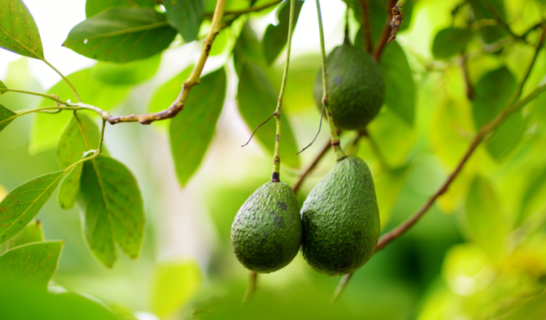 Cuánto tiempo tarda una planta de palta en dar frutos 9 planta de palta en crecimiento saludable