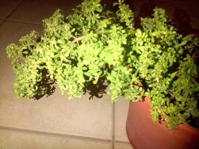 El agua de arroz es beneficiosa para el crecimiento de las plantas 12 planta verde recibiendo agua de arroz