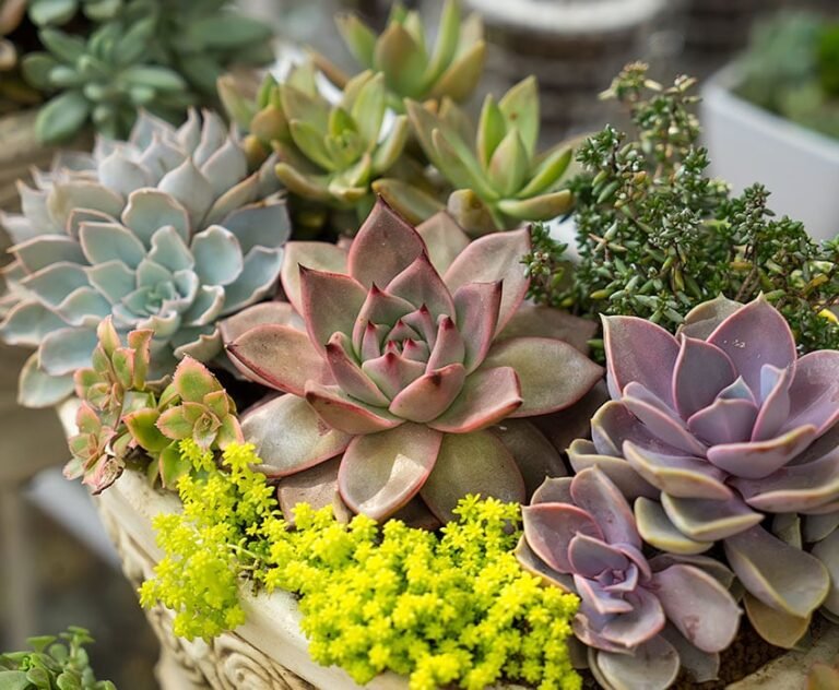 Qué plantas pueden sobrevivir sin agua y son ideales para tu hogar 26 plantas suculentas en macetas decorativas