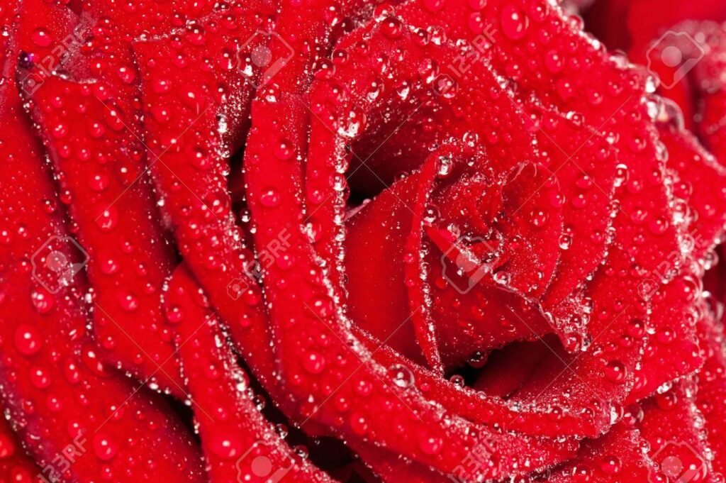 Qué características hacen única a la fragancia Miss Dior Rose N Roses 6 Qué características hacen única a la fragancia Miss Dior Rose N Roses