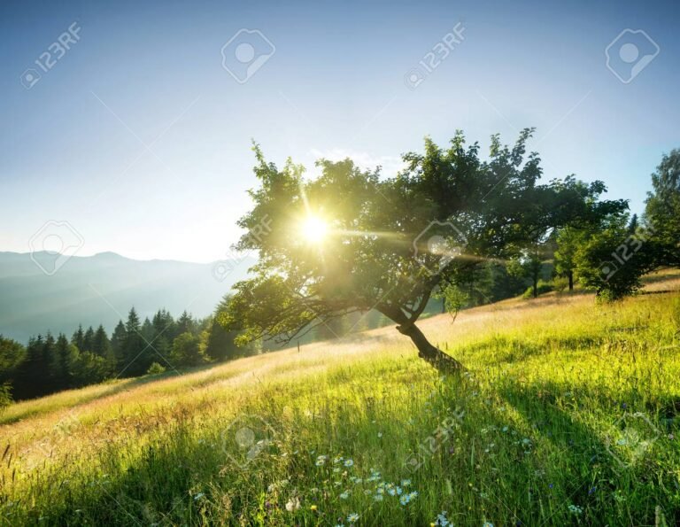 Por qué "Justo en lo mejor de mi vida" es una frase inspiradora 19 un amanecer sobre un hermoso paisaje