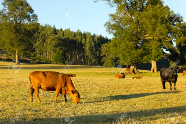 una vaca pastando en paisajes andinos