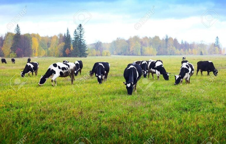 vaca pastando en un verde prado