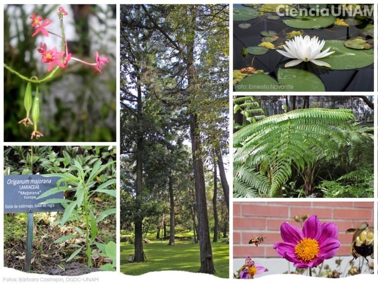 Qué plantas comunes puedes identificar por su nombre científico 8 variedad de plantas en un jardin botanico