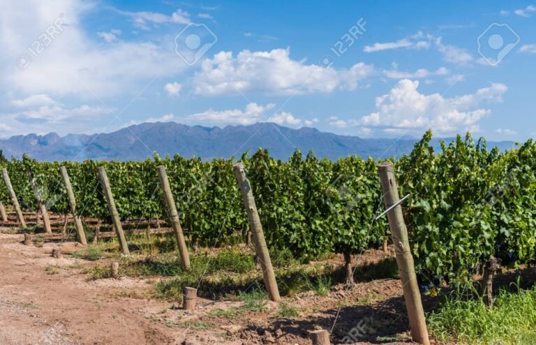 Mendoza Capital o San Rafael: Cuál es la mejor opción para visitar 23 vinedos de mendoza bajo un cielo azul