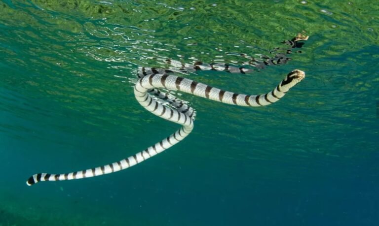 Qué temas aborda la novela "El mar y la serpiente" 18 vista del mar con una serpiente